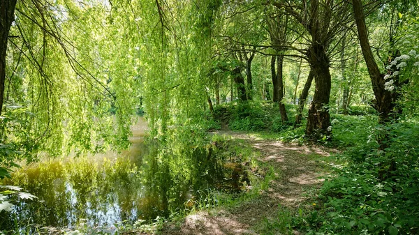 Bela Paisagem Sobre Canal Água Parque Árvores Arbustos Cobertos Com — Fotografia de Stock