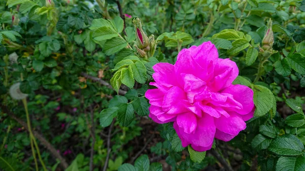 Rosa Rugosa 'nın Tomurcukları ve Pembe Çiçeği Plaj Gülü, Japon Gülü, Ramanas Gülü olarak da bilinir..