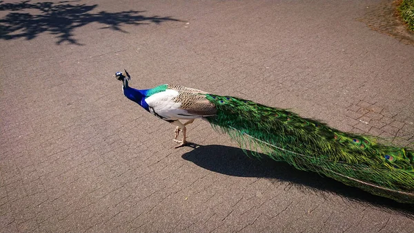 Pavo Parkın Yakınındaki Yolda Mucizevi Bir Kuyruk Yürüyüşü Ile — Stok fotoğraf
