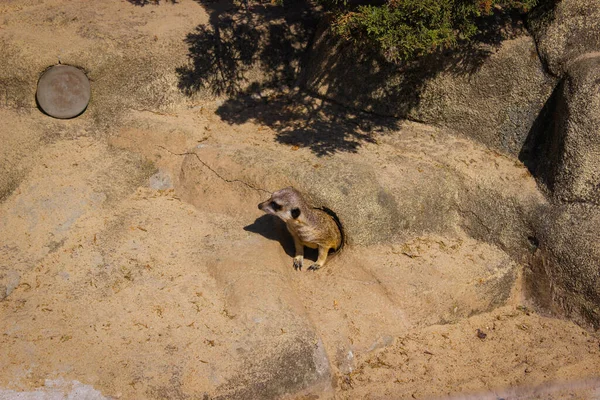 Erdmännchen Blickt Aus Einem Loch Einer Steinlandschaft — Stockfoto