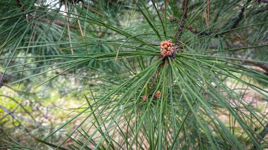 Yakın plan fotoğraf Pinus Pinaster, genellikle deniz çamı ya da çam ağacı olarak bilinir, Akdeniz Bölgesi 'ne özgü bir çam ağacıdır..