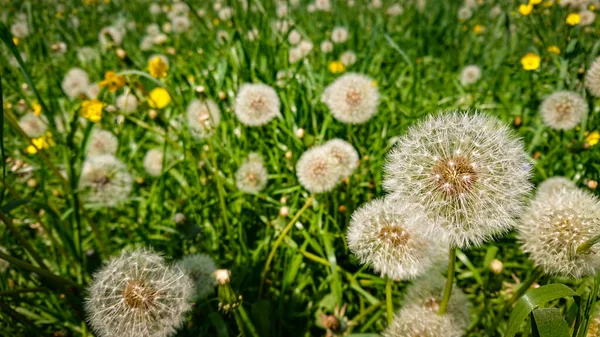 Dandelion Seeds Sunlight Away Fresh Green Morning Background Soft Focus — Stock Photo, Image