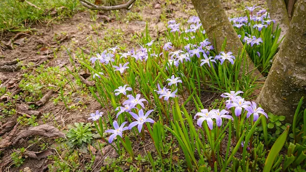 Closeup Photo Blooming Blue Scilla Luciliae Flowers First Spring Bulbous — Stock Photo, Image