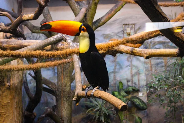 Egzotikus Toucan Madár Állatkertben Varsóban Lengyelországban — Stock Fotó