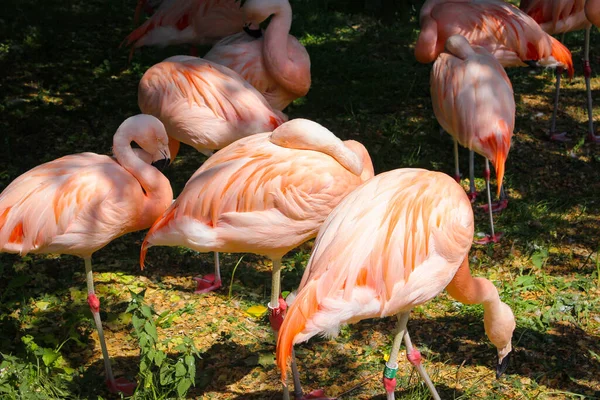 Group Pink Flamingos Resting Glade — Stock Photo, Image