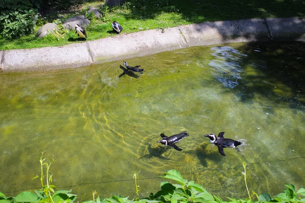 Πιγκουίνοι Που Κολυμπούν Μια Ρηχή Πισίνα Στο Ζωολογικό Κήπο — Φωτογραφία Αρχείου