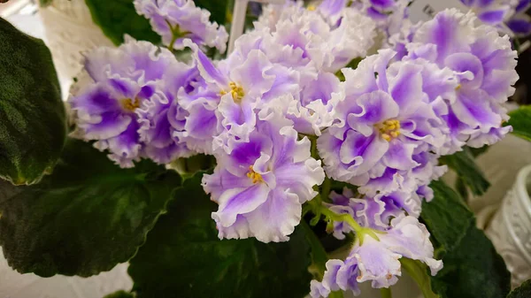 Usambara Violet Plant Species Gesneriaceae Family Pure Botanical Species Saintpaulia — Stock Photo, Image