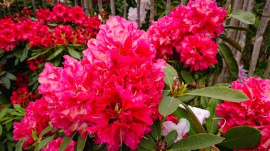 Magnolia Grandiflora 'nın Çiçekleri ve Tomurcukları, Güney Manolya veya Boğa Körfezi, Aile Manolyasının Ağacı.