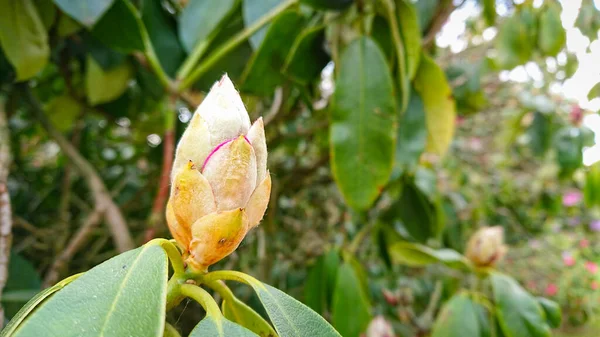 Flower And Buds Of The Magnolia Grandiflora, The Southern Magnolia Or Bull Bay, Tree Of The Family Magnoliaceae.