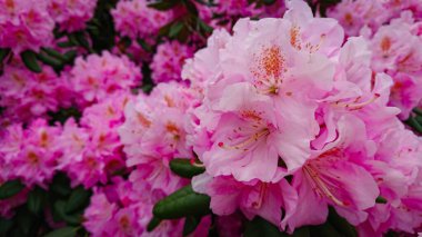 Magnolia Grandiflora 'nın Çiçekleri ve Tomurcukları, Güney Manolya veya Boğa Körfezi, Aile Manolyasının Ağacı.