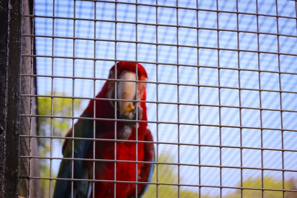 Papağan Macaw Ara Olarak Bilinir Hayvanat Bahçesinde Geniş Bir Kafeste — Stok fotoğraf