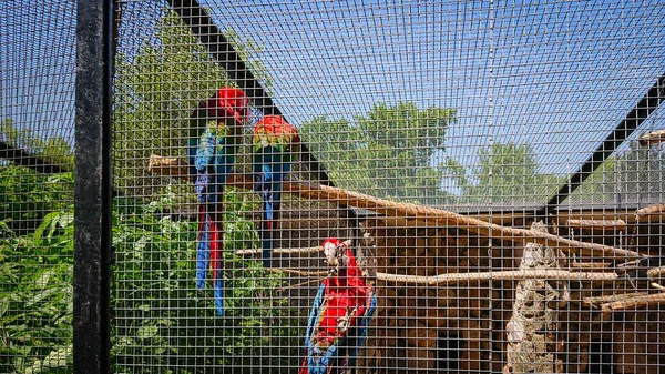 Papagáj Macaw Más Néven Ara Egy Tágas Ketrecben Állatkertben Fénykép — Stock Fotó