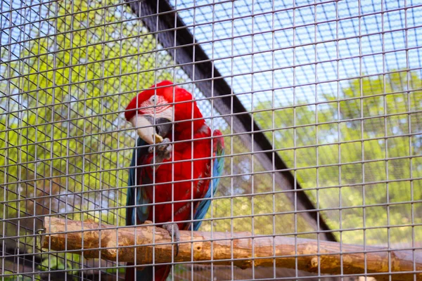 Macaw Perroquet Également Connu Sous Nom Ara Dans Une Cage — Photo