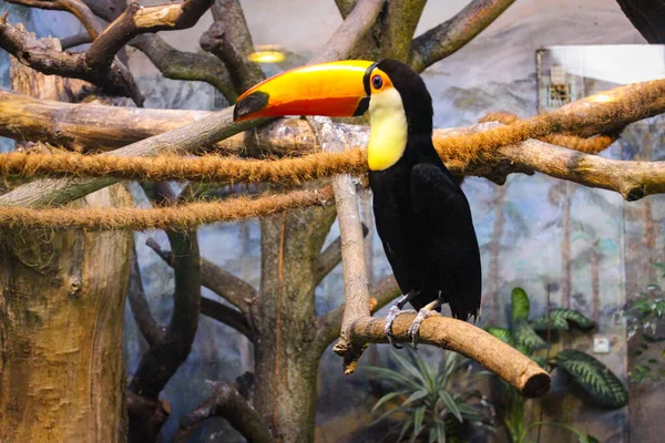 Egzotikus Toucan Madár Állatkertben Varsóban Lengyelországban — Stock Fotó