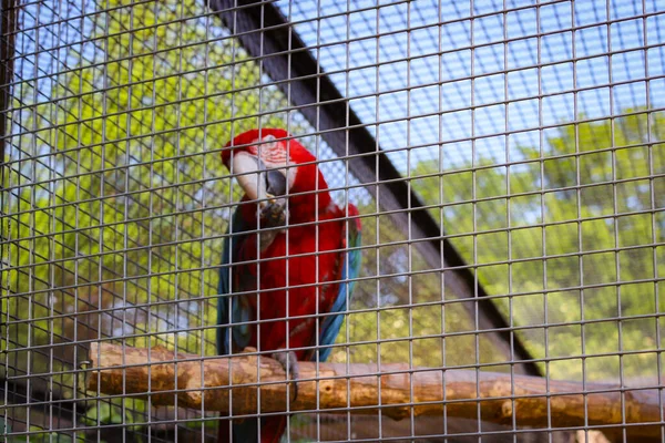 Papagáj Macaw Más Néven Ara Egy Tágas Ketrecben Állatkertben Fénykép — Stock Fotó