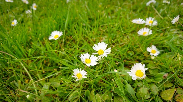 Glade Mola Com Flores Bonitas Camomila Outros Nomes Igualmente Matricaria — Fotografia de Stock