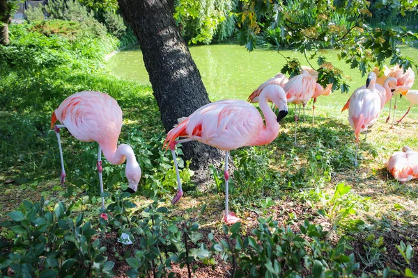 Group Pink Flamingos Resting Glade — Stock Photo, Image