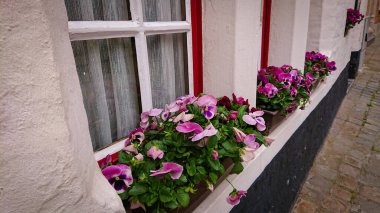 Pencere kenarındaki çimento saksısında harika çiçekler