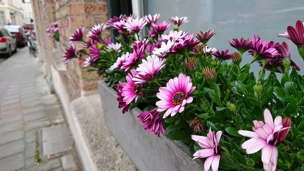 Wonderful Flowers Windowsill Concrete Pot — Stock Photo, Image