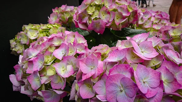 Beautiful Flowers Hydrangea Macrophylla Thunb Ser Common Names Include French — Stock Photo, Image