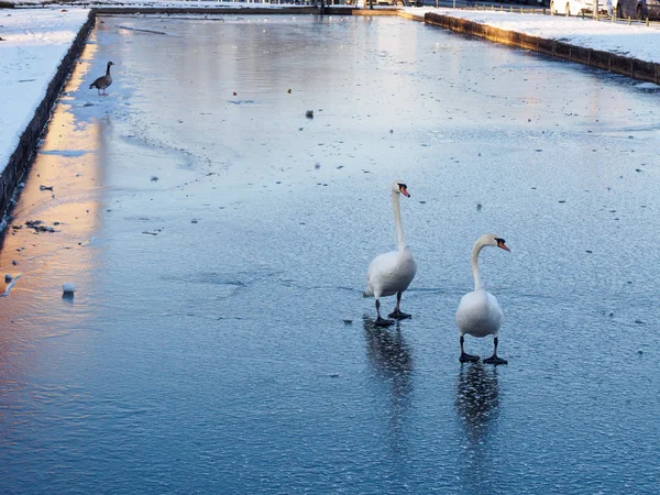 Two swans walk on ice in frozen pond in Munich, Germany