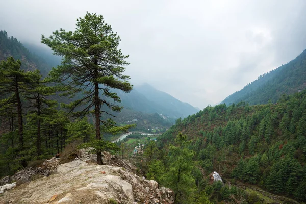 Nepal'de yalnız çam