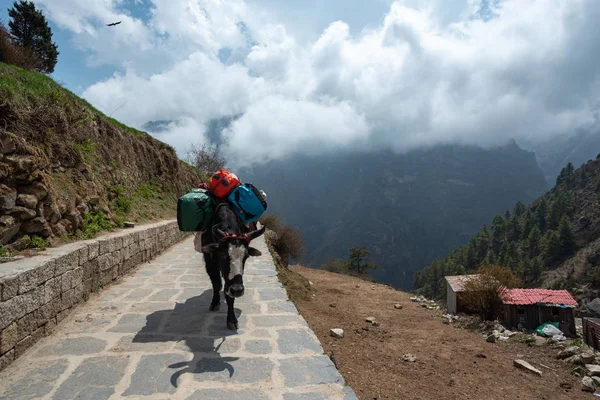 Nepal 'de Yak çanta taşıma