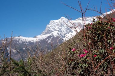 Nepal'de yabani orman gülü 