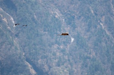 Şahin ve dağ manzara üzerinde uçuş iki choughs