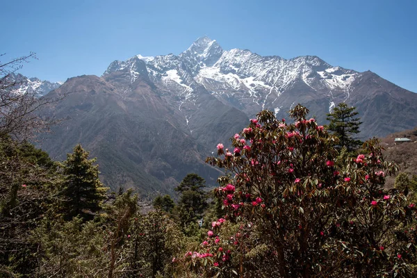 Nepal'de Taboche Mt ve rodopon çiçekleri