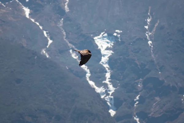 Himalaya montains üzerinde yüksek uçan büyük şahin