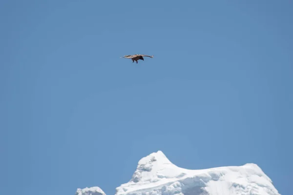 Şahin Nepal'de Mount Kangtega zirvesi üzerinde uçan