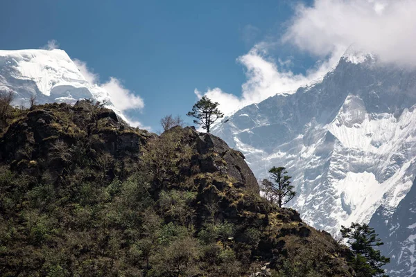 Árvores e geleiras em Nepal — Fotografia de Stock