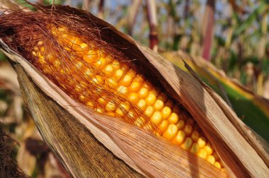 Maize in a natural environment before harvest