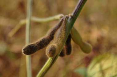 Soya hasat önce doğal bir srebe içinde