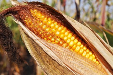 Maize in a natural environment before harvest