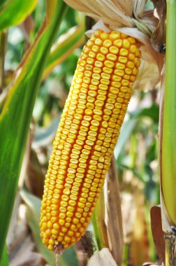 Maize in a natural environment before harvest
