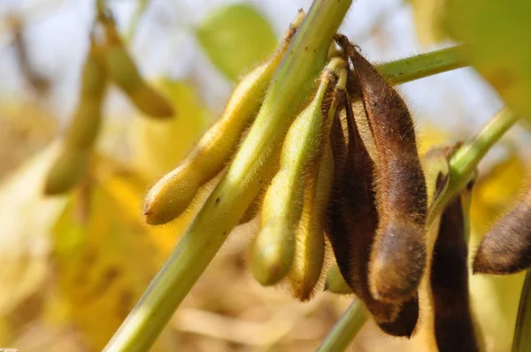 Soya hasat önce doğal srebe içinde