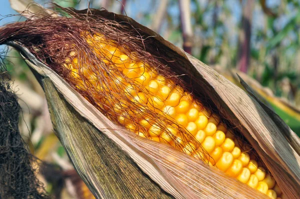 Maize in a natural environment before harvest