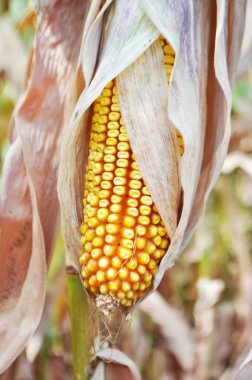 Maize in a natural environment before harvest