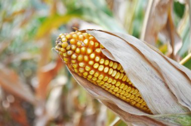 Maize in a natural environment before harvest