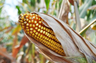 Maize in a natural environment before harvest