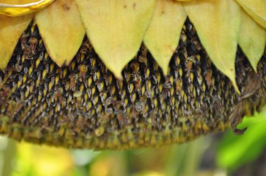 Ayçiçeği hasat önce doğal ortamda