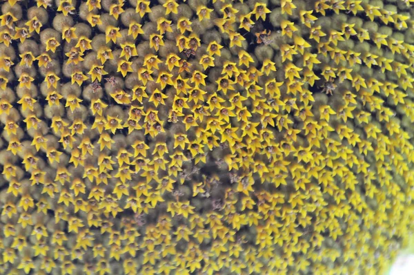 Sonnenblume Natürlicher Umgebung Vor Der Ernte — Stockfoto