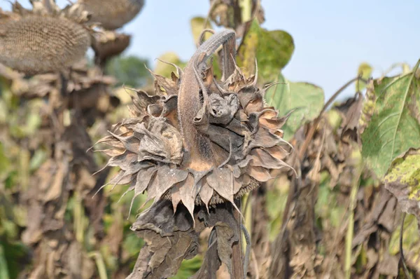 Sunflower Natural Environment Harvest — Stock Photo, Image