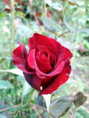 Parlak gül çiçekleri, yakın plan, arkaplan resmi