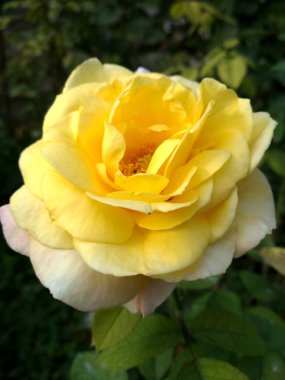 Parlak gül çiçekleri, yakın plan, arkaplan resmi