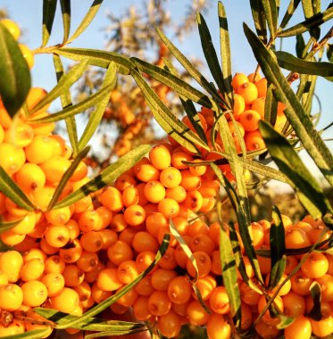Olgun, sarı deniz dikenli bir ağaçta, doğal bir çevrede. Yaklaş.