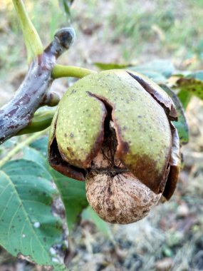 Doğal merkezde ağaçta bir bezelye Stigl.