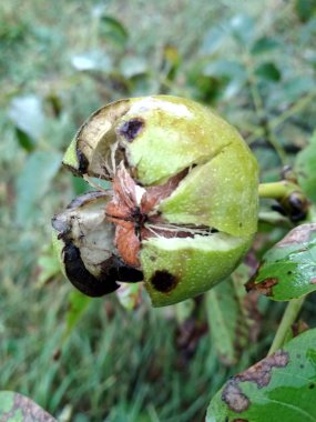 Hasat önce bir ağaçta olgun fındık